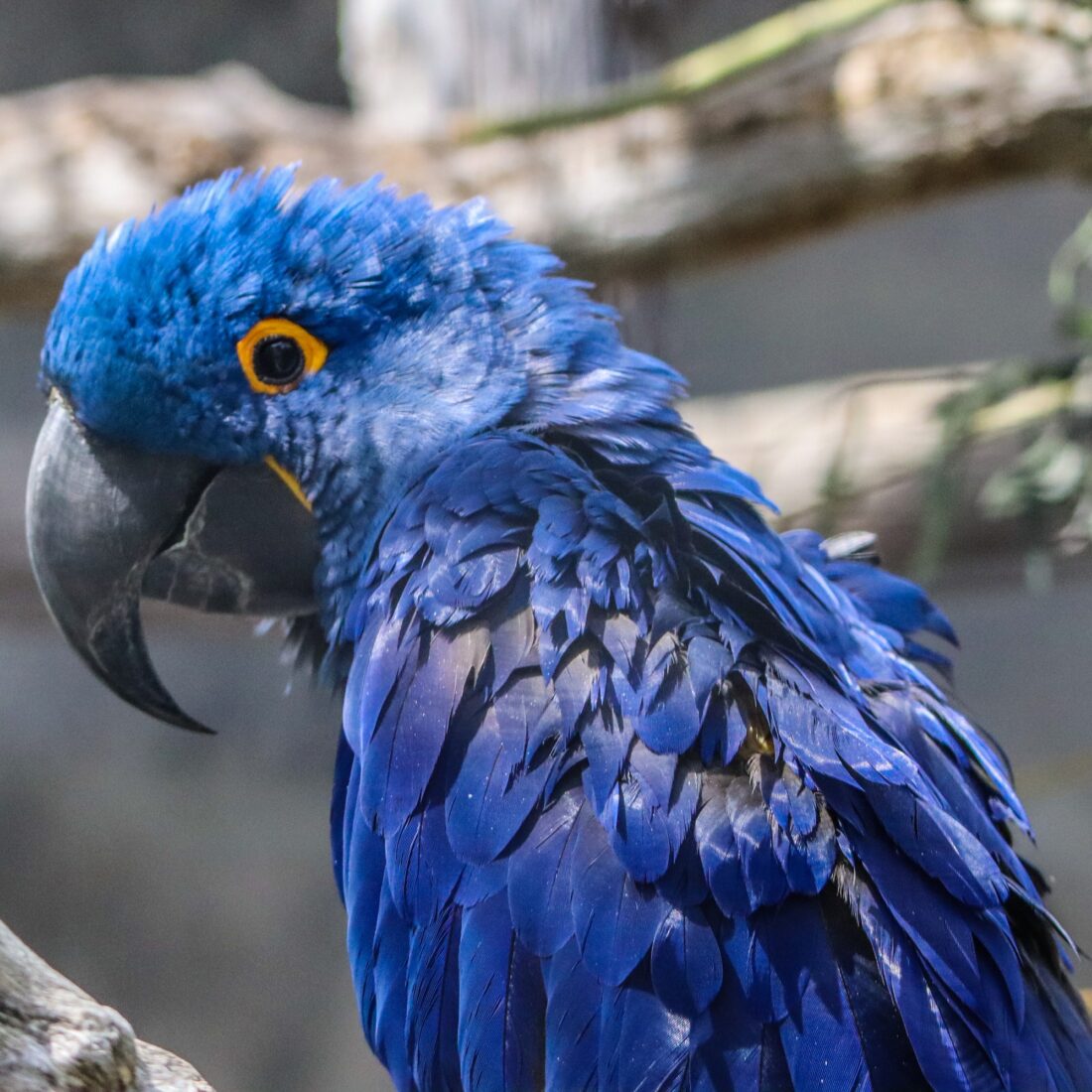 Blue macaw